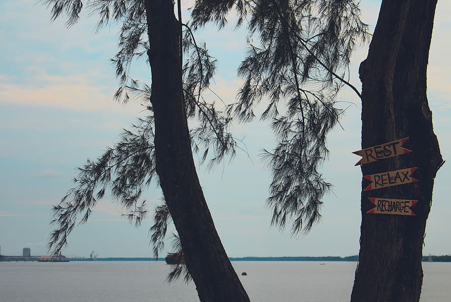 harbor, sea, beach, tree, sky, trunk, tree trunk, plant, water HD wallpaper