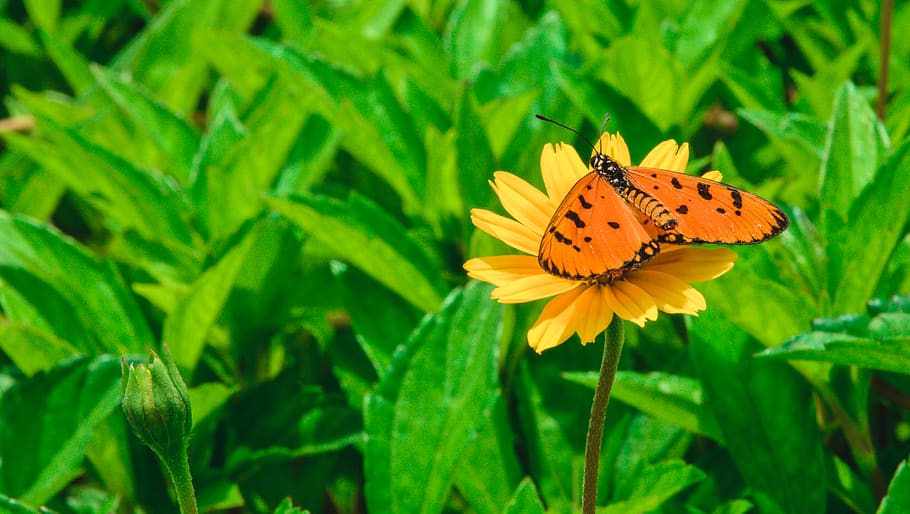 butterfly on flower, plant, animal, invertebrate, insect, bee HD wallpaper