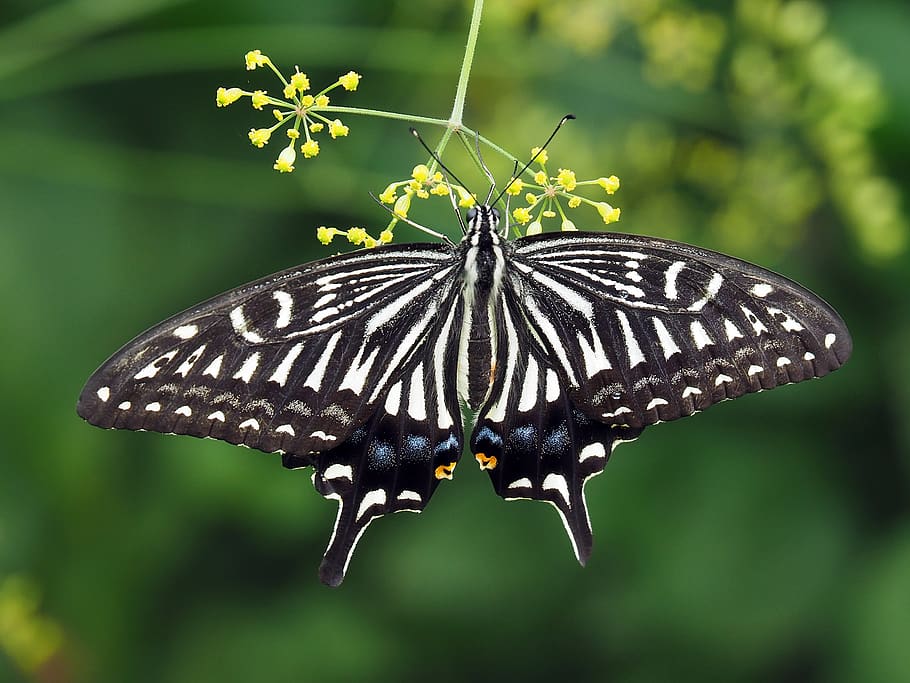 butterfly, invertebrate, animal themes, animal wildlife, animals in the wild HD wallpaper