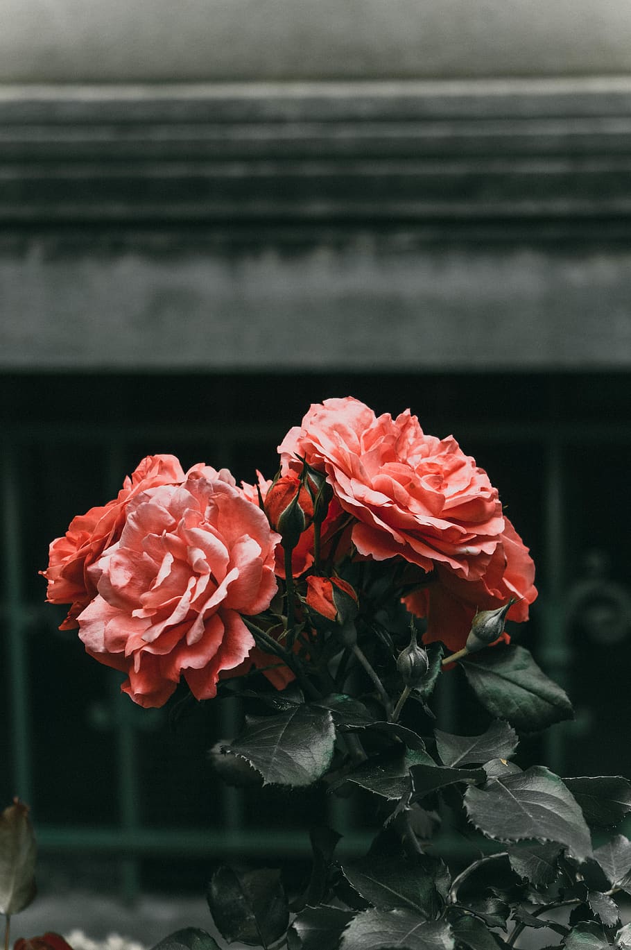 Red Petaled Flowers, bloom, blooming, blossom, blurred background HD wallpaper