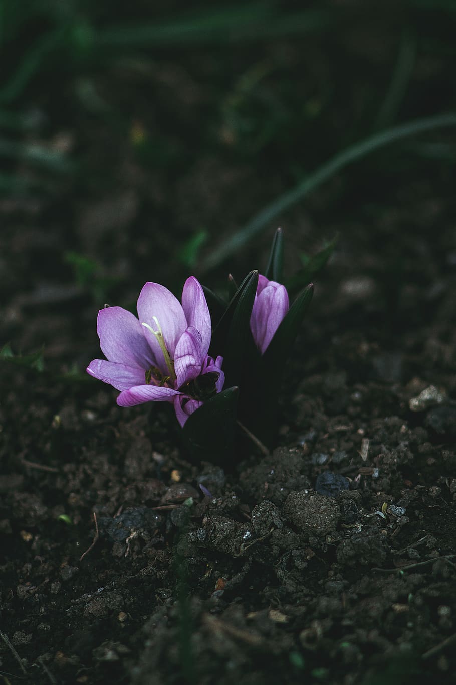 beauty, saffron, crocus, bee, spring, flower, nature, flowering plant HD wallpaper