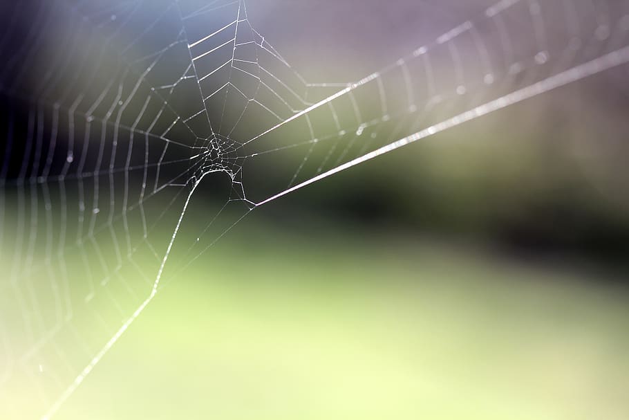 spider web, cobweb, nature, macro, fragility, close-up, focus on foreground HD wallpaper