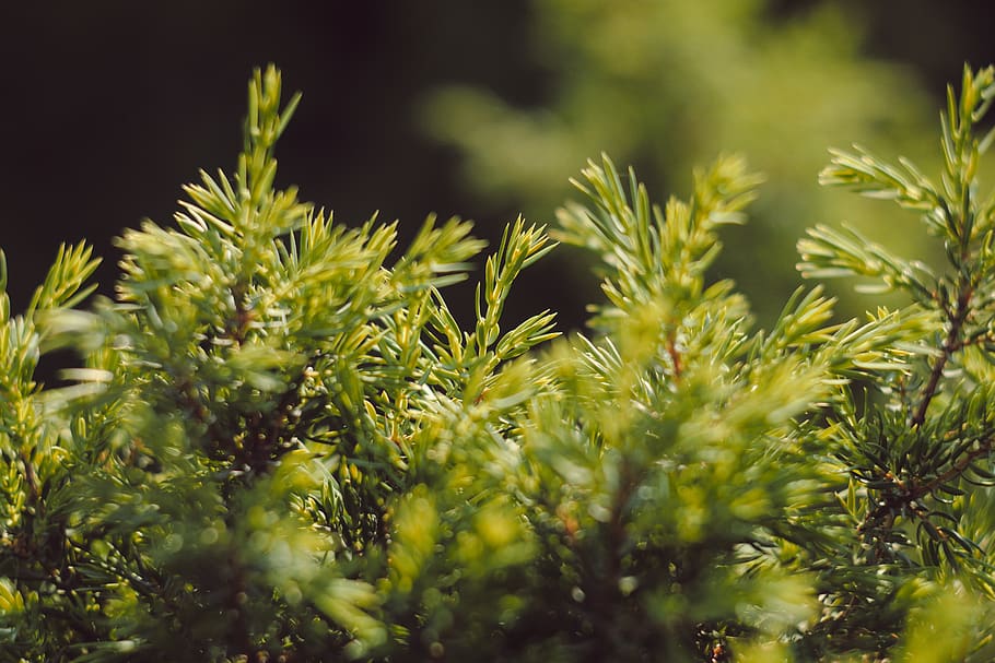 fores, tree, bokeh, pines, green, yellow, macro, plant, growth HD wallpaper