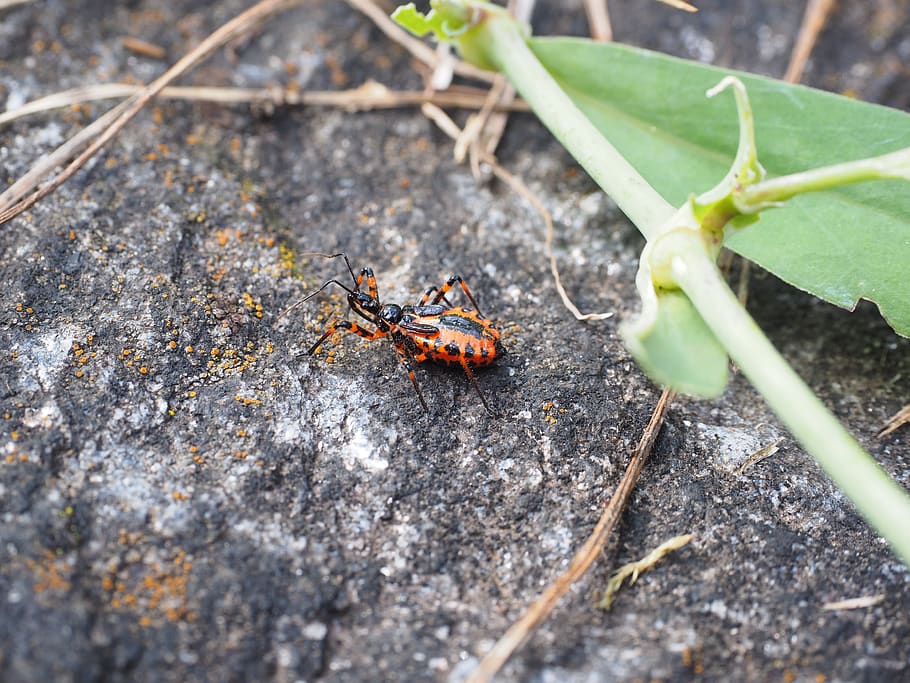 red murder bug, insect, rhynocoris iracundus, black-and-red drawn HD wallpaper