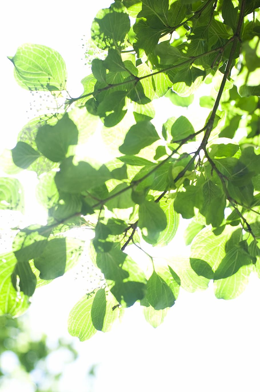 trees, leaves, leaf, plant part, green color, growth, nature HD wallpaper