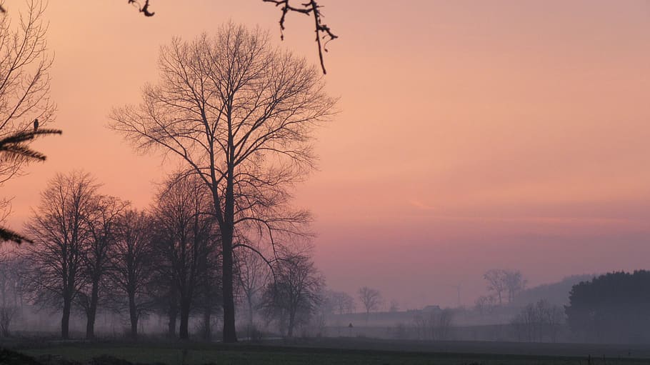 clouds, tree, sunset, sky, beauty in nature, plant, bare tree HD wallpaper