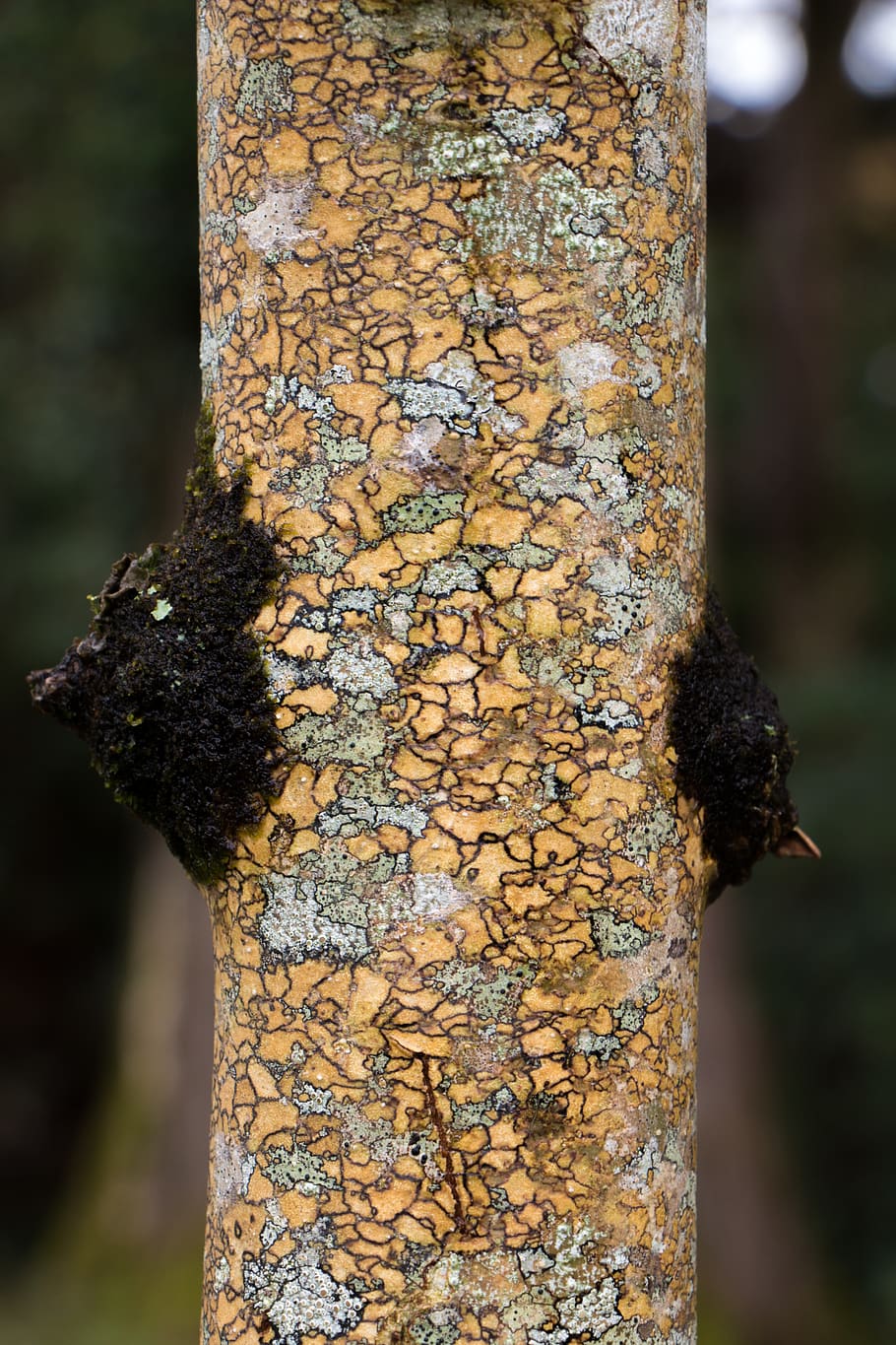 selective focus photography of tree trunk, connemara national park, HD wallpaper