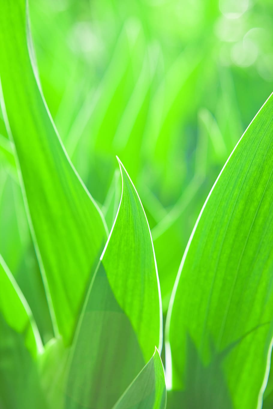 background, beauty, blade, bright, care, color, field, freshness HD wallpaper