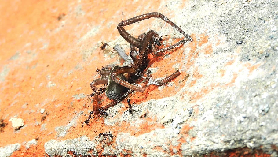 nature, macro, spider, ants, colombia, animals in the wild HD wallpaper