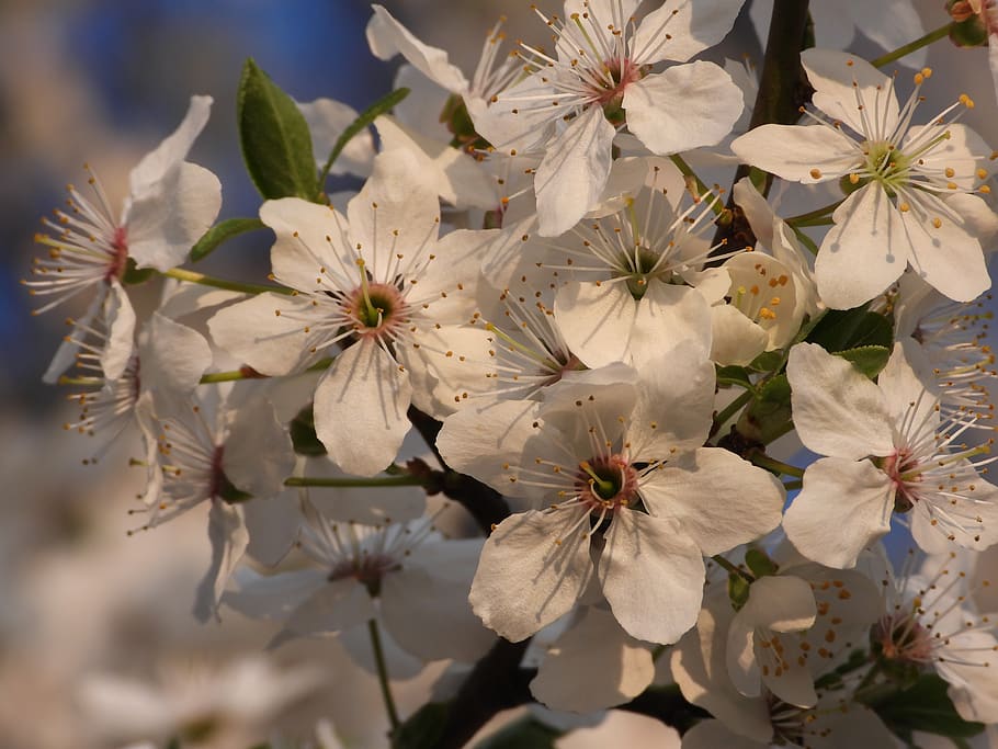spring, flowers, plum, tree, nature, plant, garden, beauty HD wallpaper