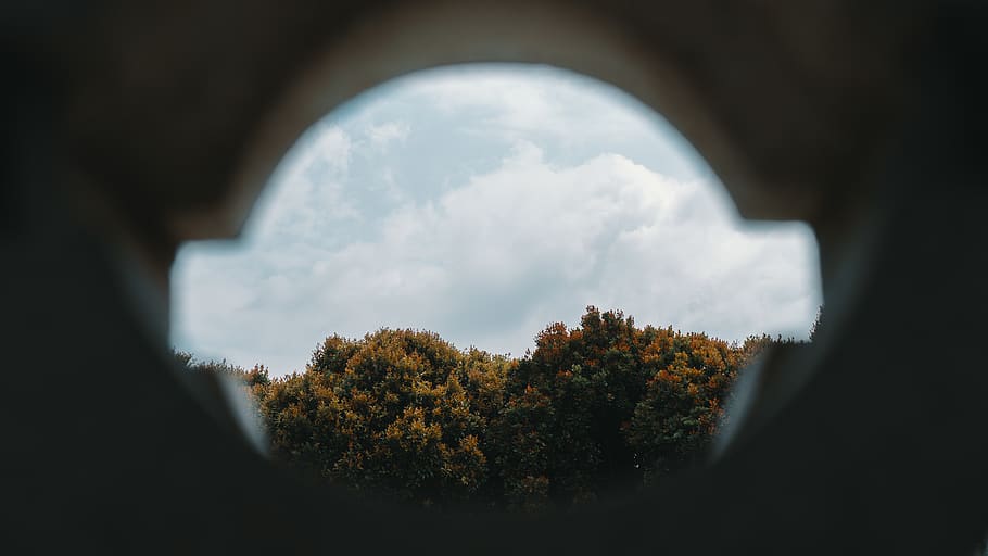 Fish Eye Photography of Trees Under White Clouds, blur, bright HD wallpaper