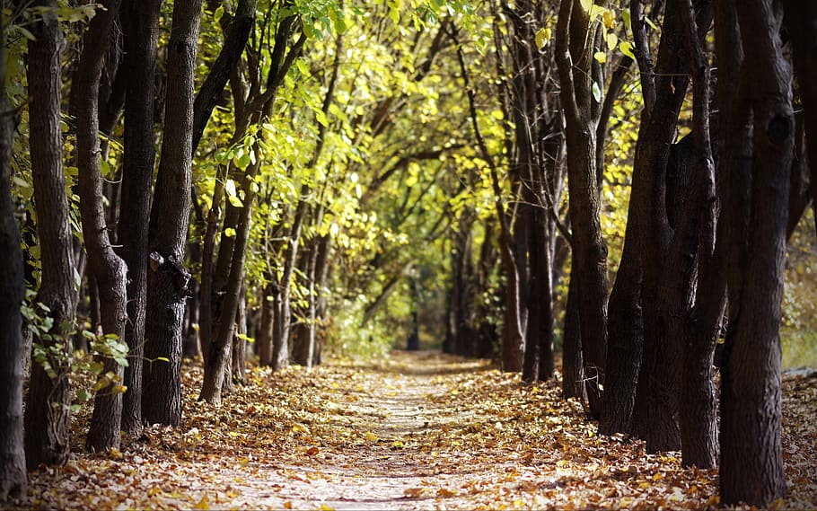 Brown Trees, environment, fallen leaves, forest, plant, tree trunk HD wallpaper