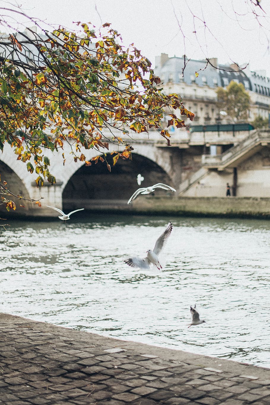 Birds Flying Near River With Concrete Bridge, architecture, cobblestone, HD wallpaper