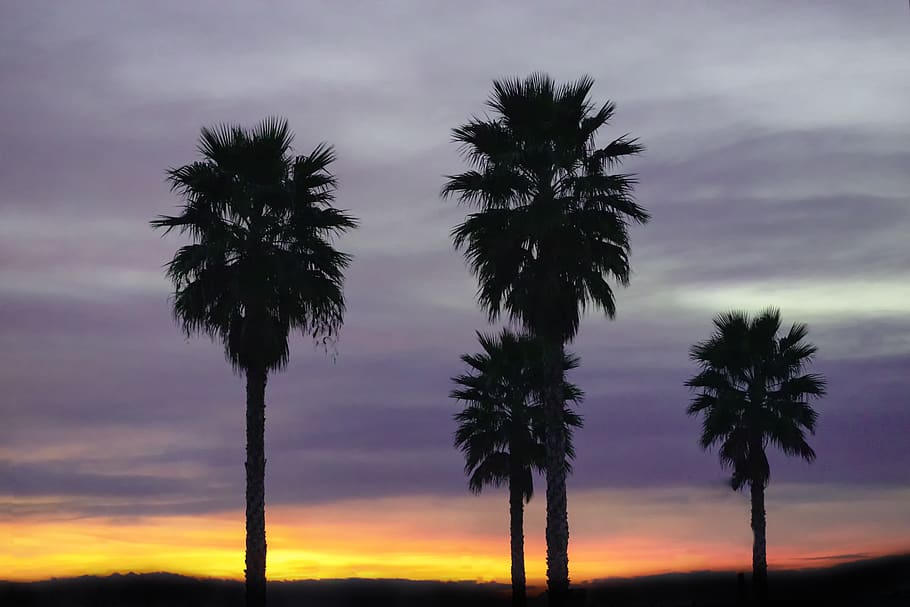 palms, dawn, sky, clouds, totana, murcia, cloud - sky, sunset HD wallpaper