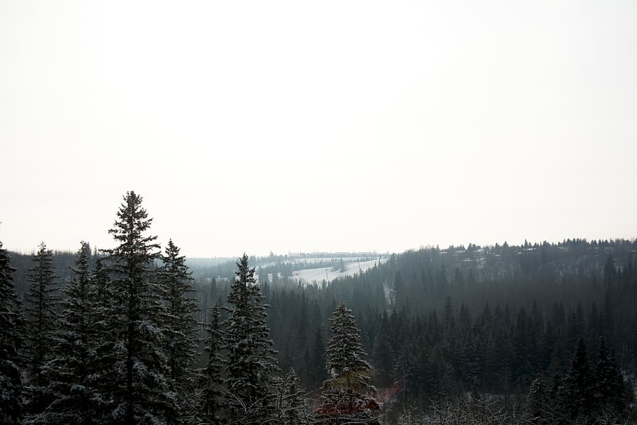 tree, plant, scenics - nature, tranquil scene, beauty in nature HD wallpaper