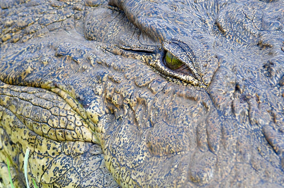 botswana, chobe, crocodile, close, animal themes, animals in the wild HD wallpaper