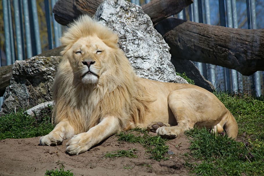 the lion, white, african, male, beast, feline, animal, majestic, HD wallpaper