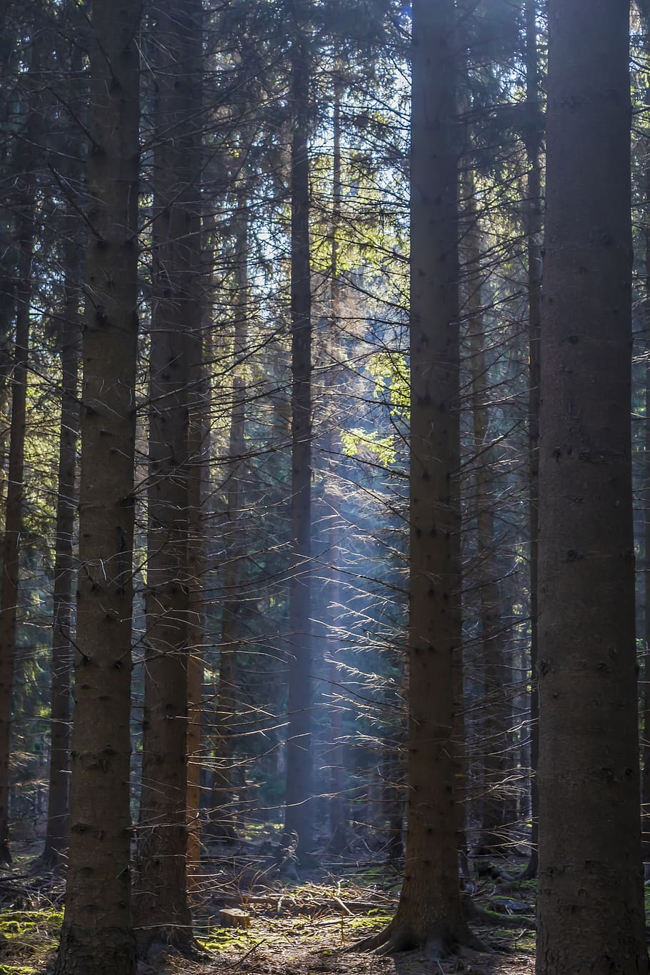 forest, light, landscape, nature, trees, autumn, sunlight, rays HD wallpaper