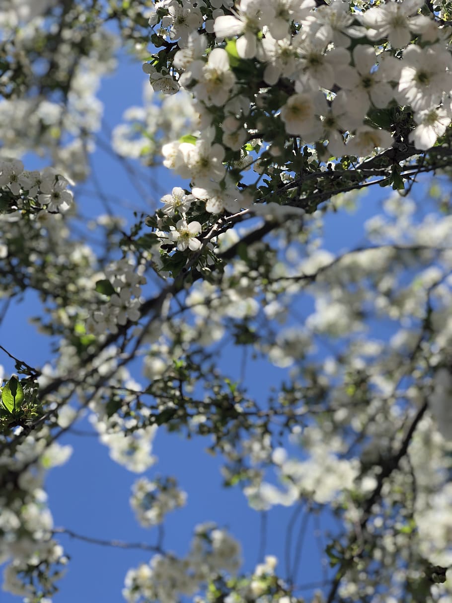 spring, sky, flowers, cherry, nature, harmony, beauty, sprig HD wallpaper
