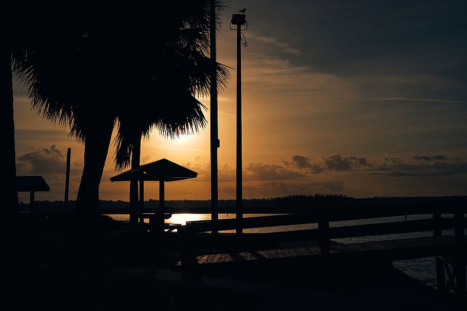 tree, palm tree, sky, nature, outdoors, plant, arecaceae, silhouette HD wallpaper