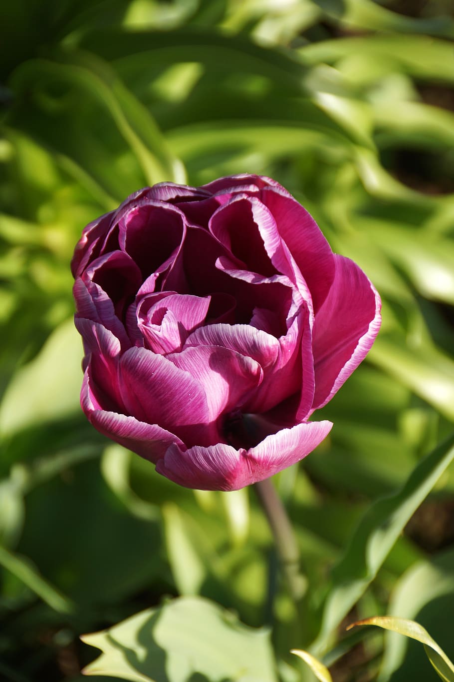 netherlands, flower, spring, dutch, nature, park, purple, keukenhof HD wallpaper