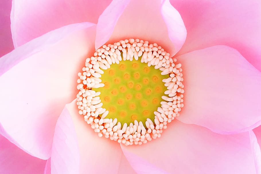 closeup photo of pink petaled flower, macro, lotus, botany, nature HD wallpaper