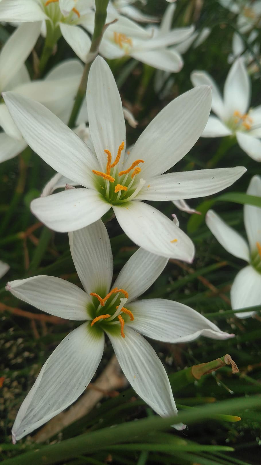 flowers, white, bloom, flora, shot on phone, portrait, flowering plant HD wallpaper
