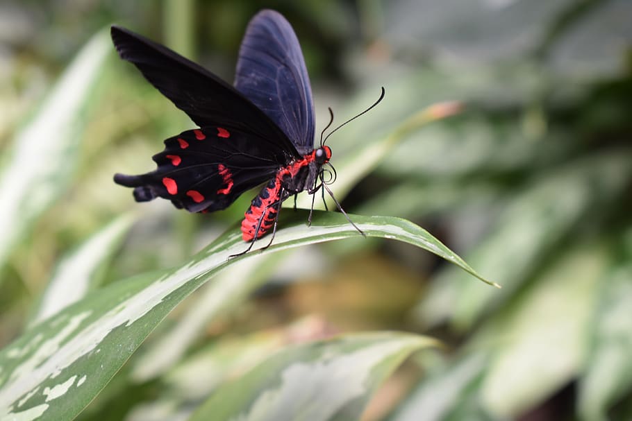 butterfly, insect, leaves, invertebrate, animal wildlife, animals in the wild HD wallpaper