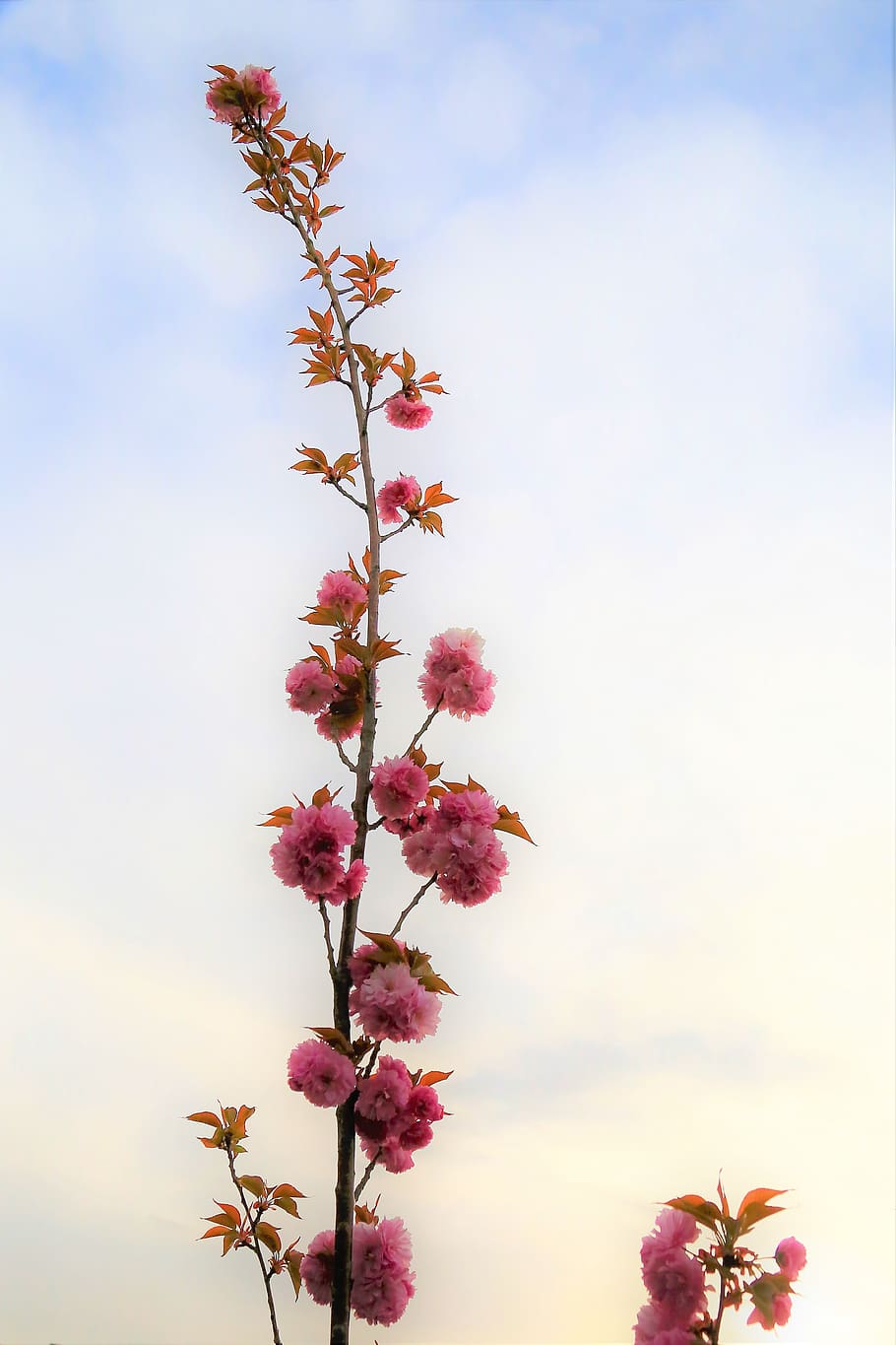 flower, spring, nature, plant, color, beautiful, blooming, bud HD wallpaper