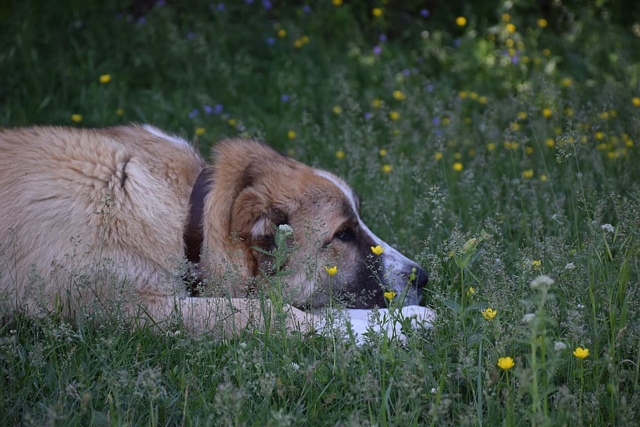 dog, meadow, grass, animal, animal themes, mammal, field, plant HD wallpaper