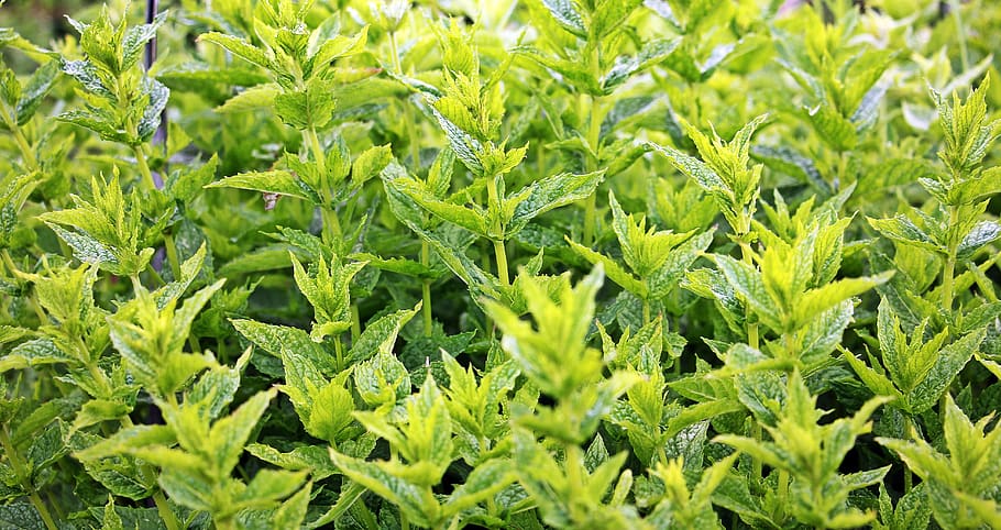 Close Up Photo of Green Leafed Plants, aroma, aromatic, close-up HD wallpaper