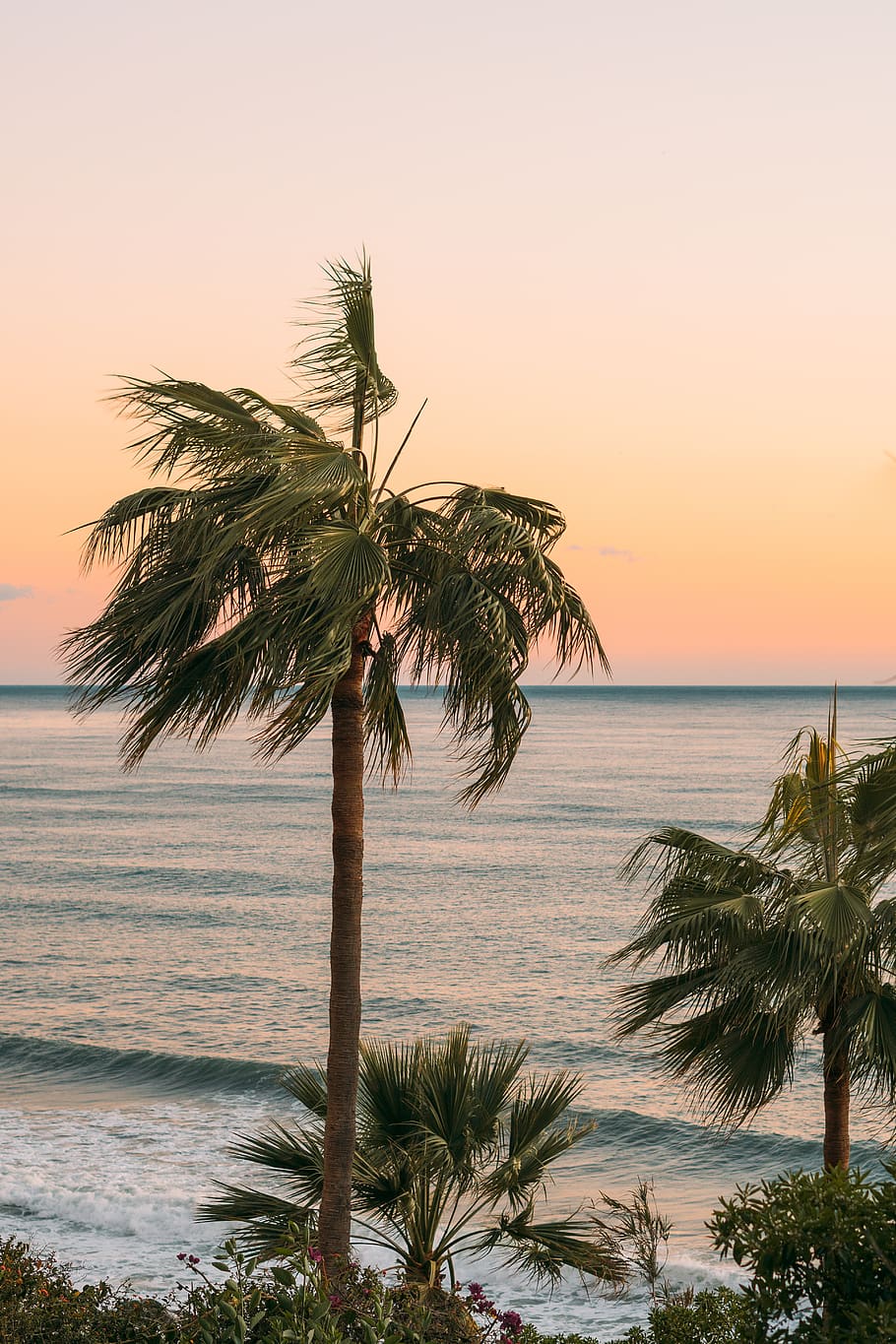 Palm Trees Near Body Of Water, beach, coast, coconut trees, ocean HD wallpaper