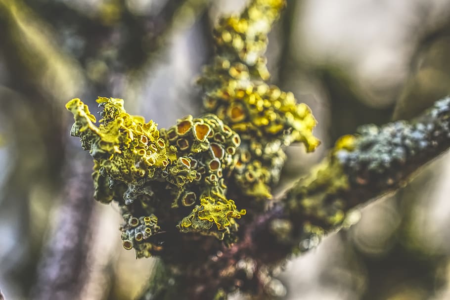 green moss, plant, pollen, pineapple, fruit, food, spring, invertebrate HD wallpaper