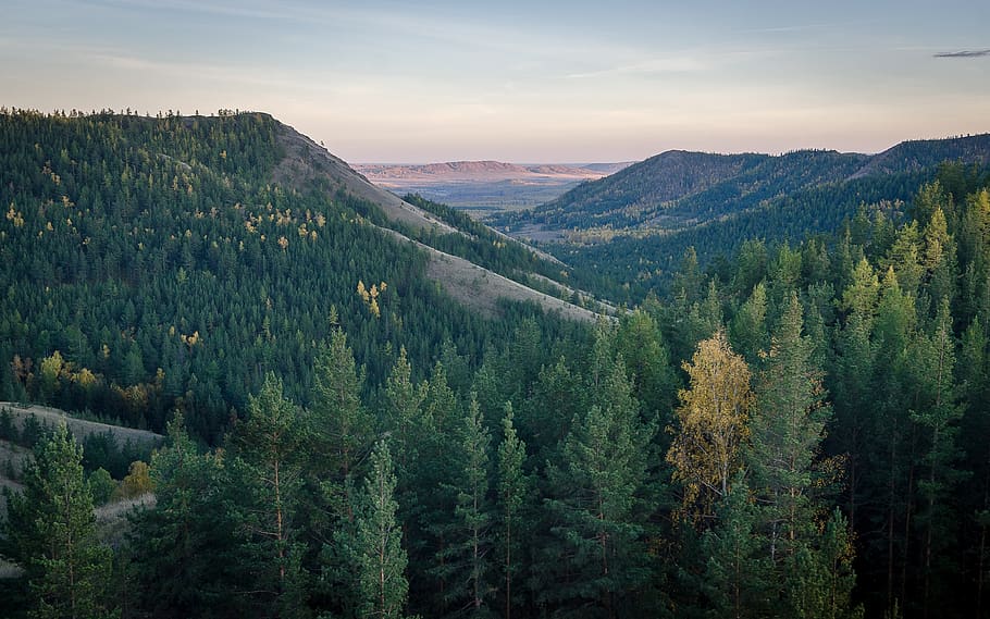 green trees facing mountain, beauty in nature, tranquil scene HD wallpaper