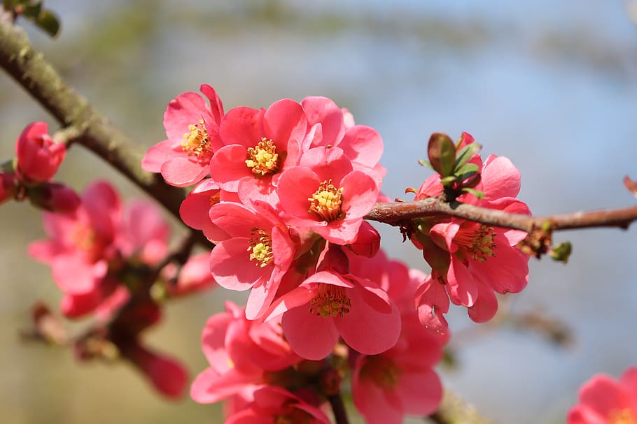 Hoa Mọng (Ornamental quince flowers): Hoa mộng mang đến cho chúng ta vẻ đẹp sắc sảo và khó quên. Hãy tìm hiểu về loài hoa này qua những hình ảnh tuyệt đẹp về sắc đỏ rực rỡ của nó, cùng với những thông tin hấp dẫn về lịch sử và ý nghĩa của loài hoa này.