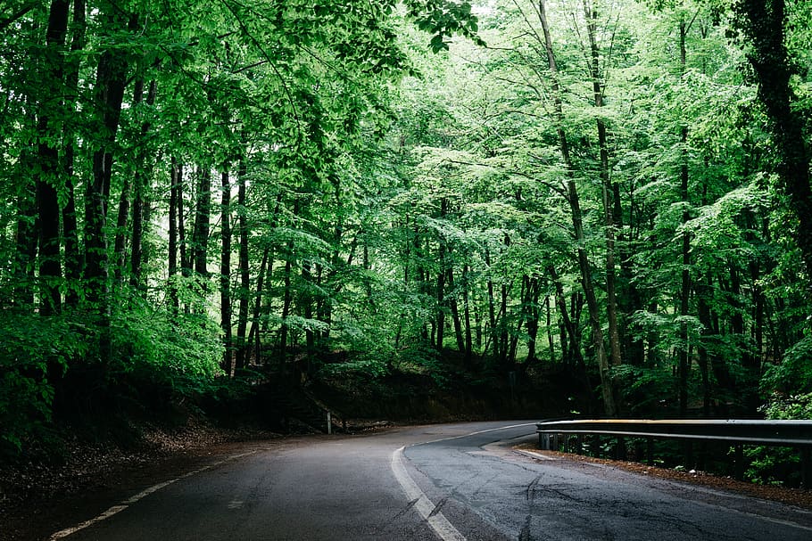 turkey, i̇stanbul, forest, light, green, tree, trip, life HD wallpaper