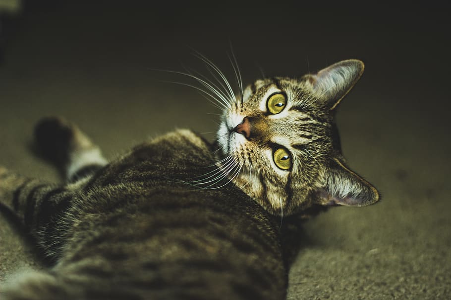 cat, cats, whiskers, kitty, feline, pet, fur, 50mm, adventure HD wallpaper