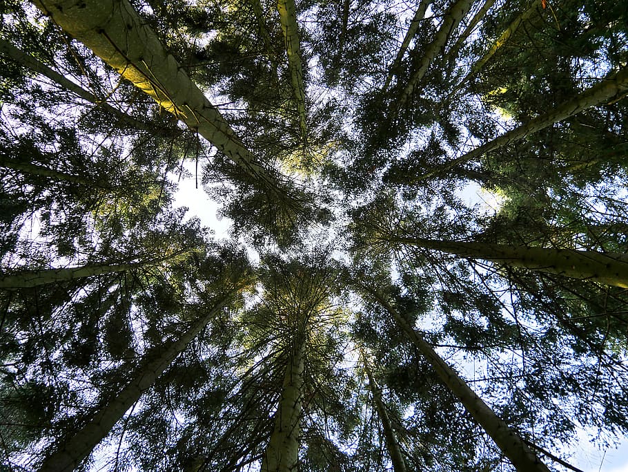 tree, summits, nature, branches, sky, light, forest, foliage HD wallpaper