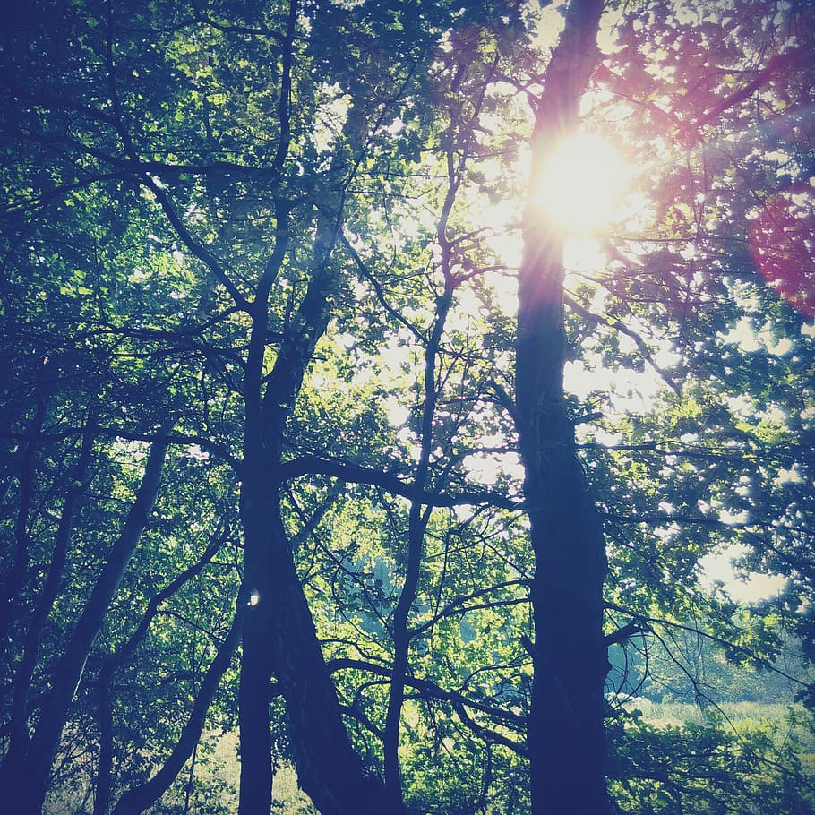 Sun Rays Through the Trees, backlit, branches, light, nature HD wallpaper