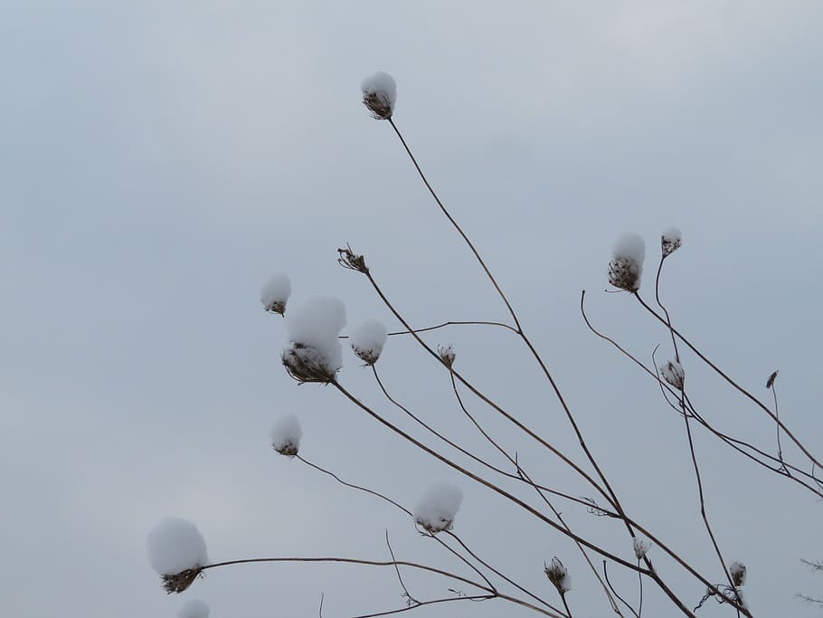 canada, nova scotia, flower, snow, winter, plant, low angle view HD wallpaper