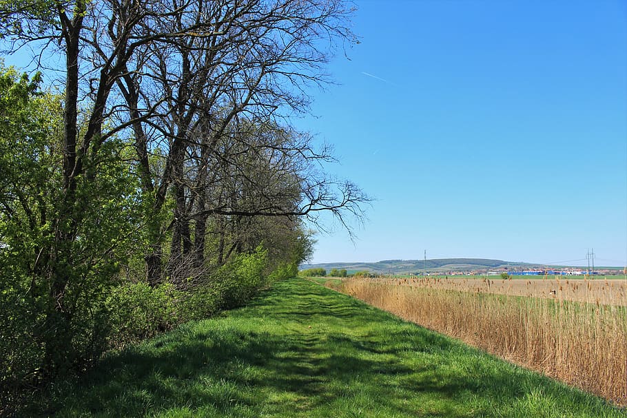 plant, grass, tree, lawn, road, outdoors, path, field, green HD wallpaper