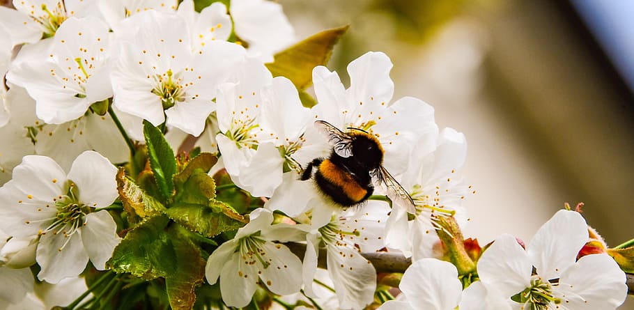 cherry, flower, tree, spring, nature, white, plants, flowering HD wallpaper