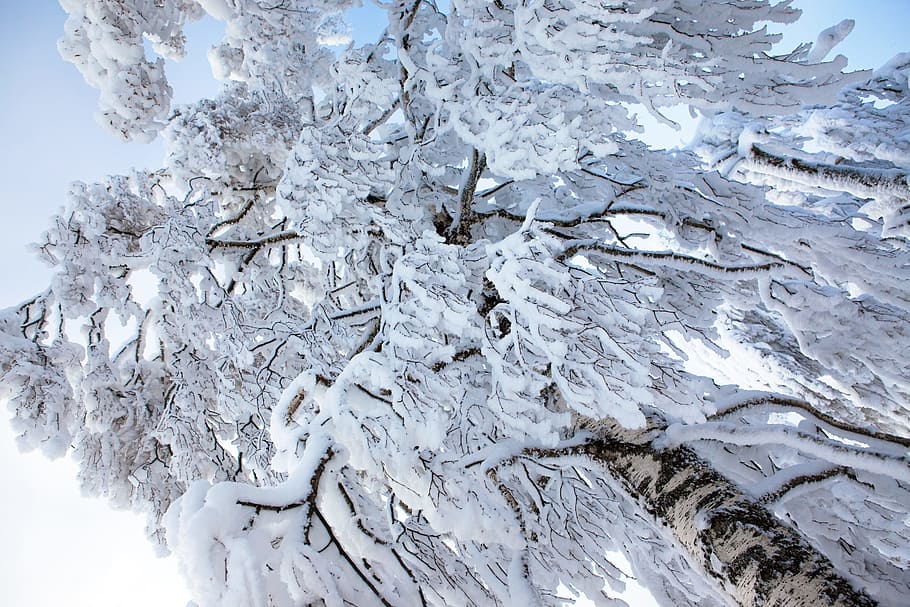 tree, winter, wintertime, outdoor, closeup, sunlight, snowfall HD wallpaper
