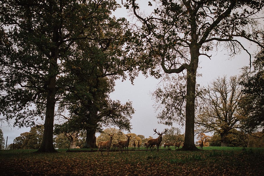 trees, deer, stag, animals, nature, outdoors, farm, life, plant HD wallpaper