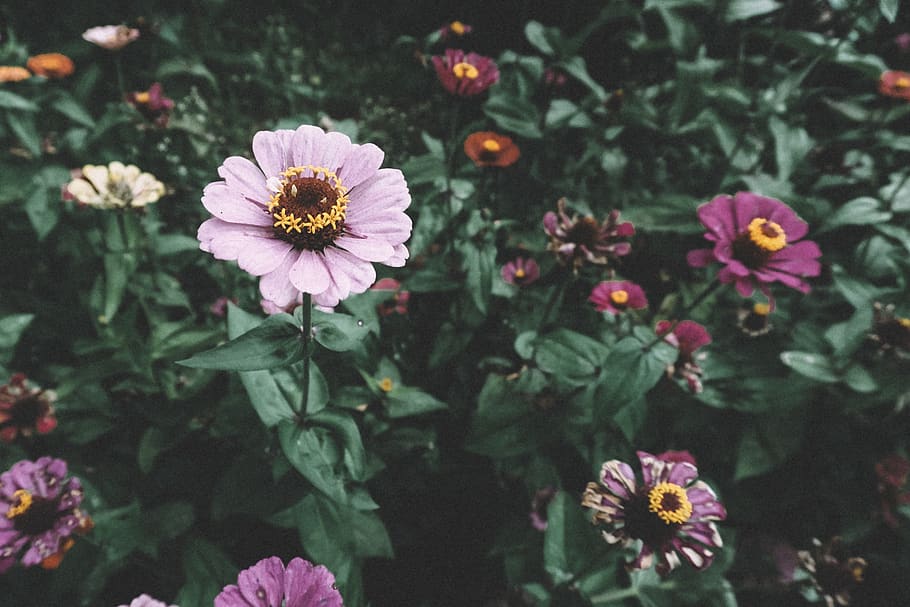 assorted-color flower lot, flowering plant, freshness, fragility HD wallpaper