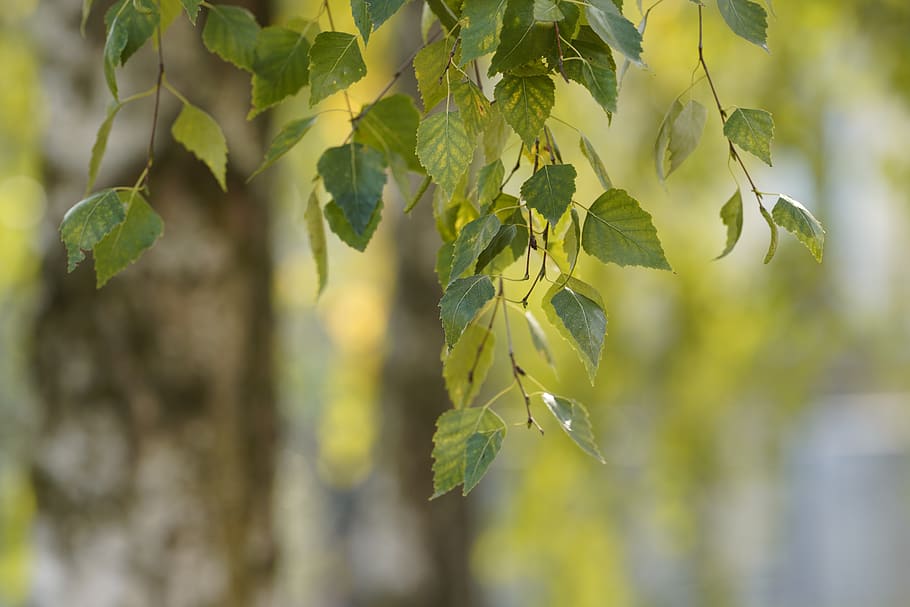 autumn, deciduous, plant, leaf, nature, outdoors, wood, tree HD wallpaper