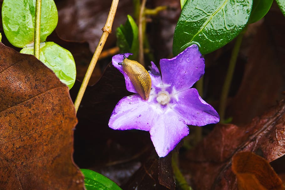 blossom, bloom, rain, slug, nature, plant, flower, raindrop HD wallpaper