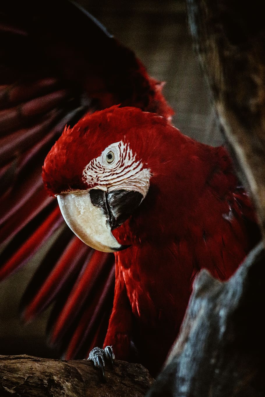 red macaw on tree branch, bird, parrot, animal, beak, velvet HD wallpaper