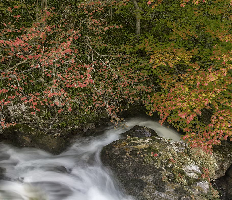 waterfalls raging, forest, river, tree, plant, beauty in nature HD wallpaper
