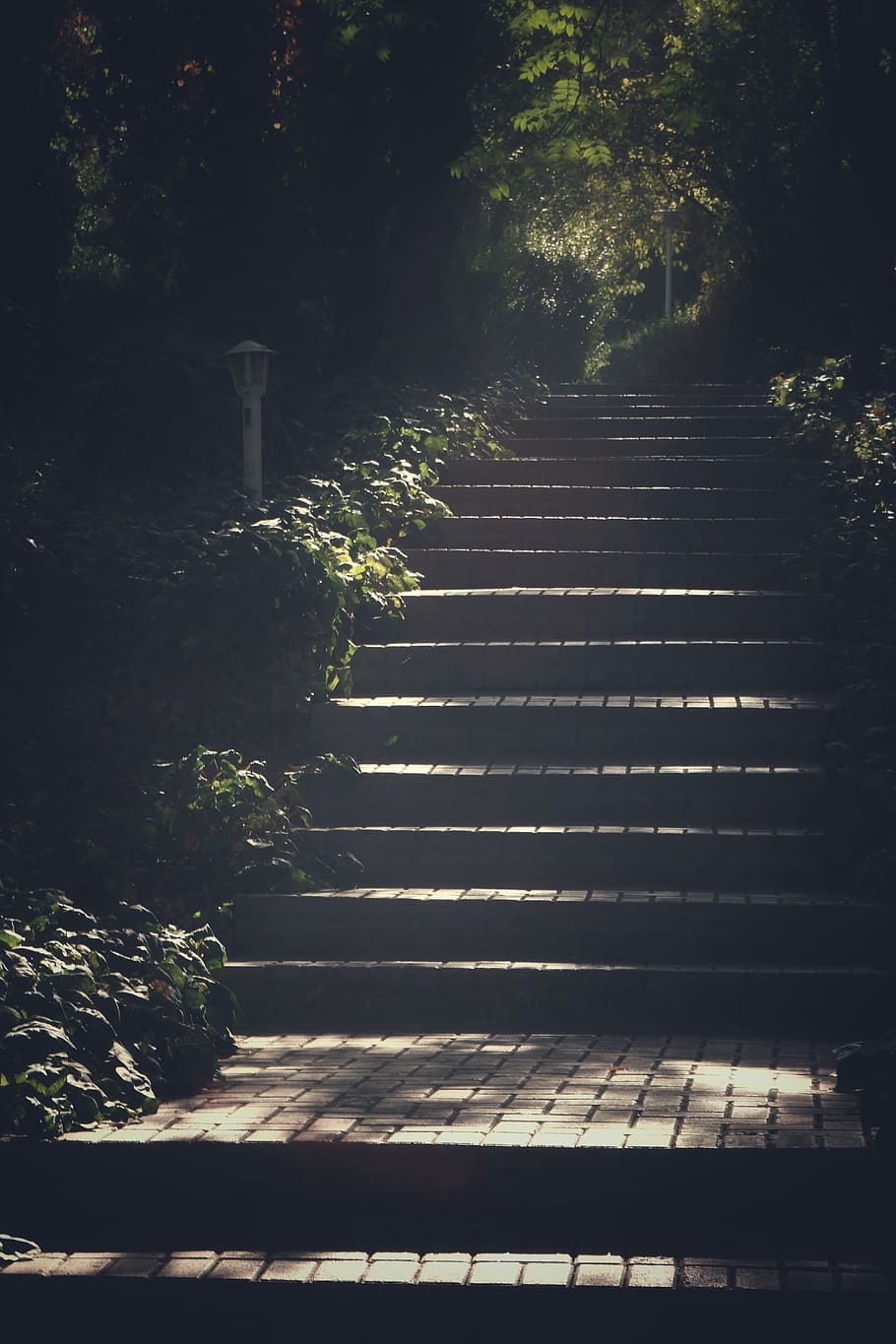Gray Concrete Steps Surrounded by Trees, daylight, footpath, guidance HD wallpaper